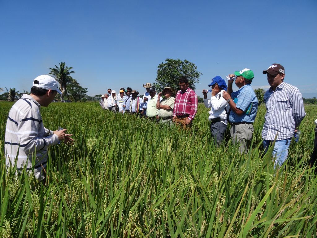 Arroz SRI