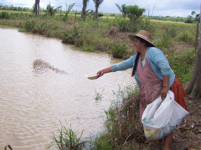 1) ALIMENTANDO A LOS PECES