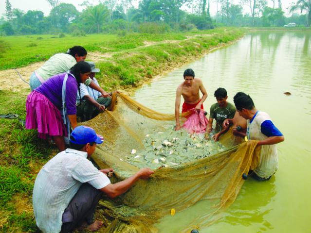 4) COSECHA DE PECES